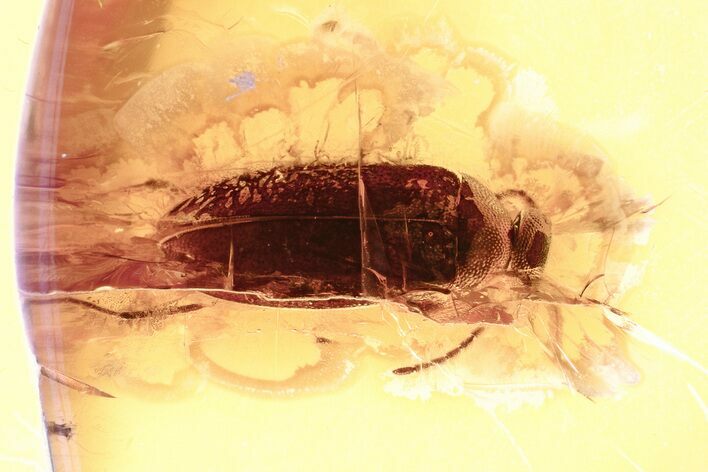 Detailed Fossil False Flower Beetle (Scraptiidae) in Baltic Amber #328162